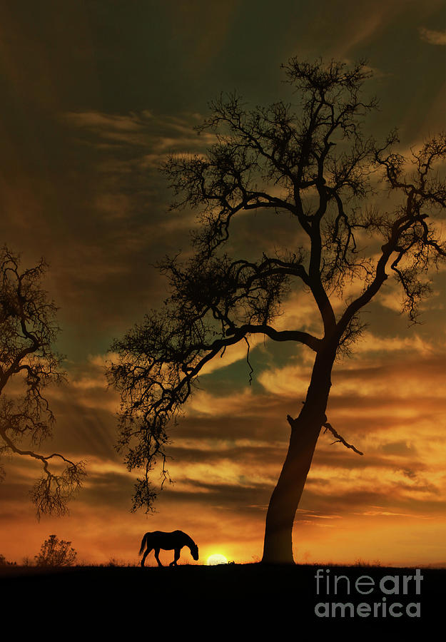 Oak Tree and Horse Sunrise Photograph by Stephanie Laird