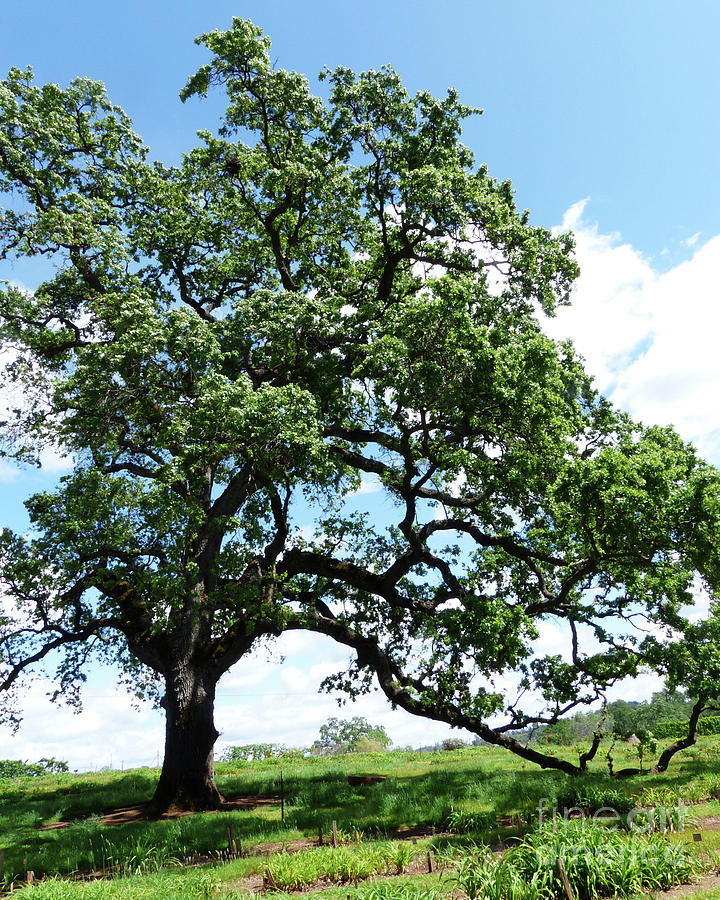 Oak Tree and sky Photograph by Paula Joy Welter