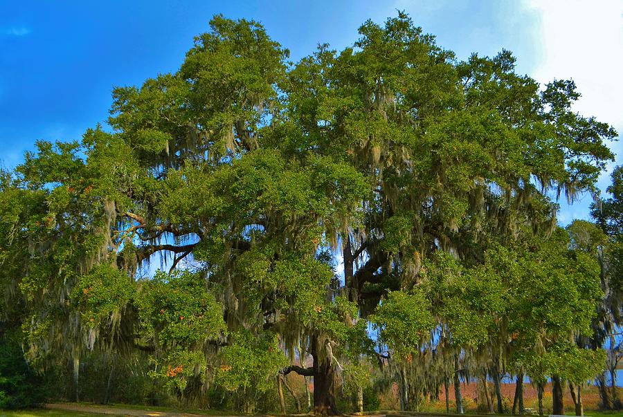 Oak Tree with Spanish Moss Photograph by Dennis Nelson - Fine Art America