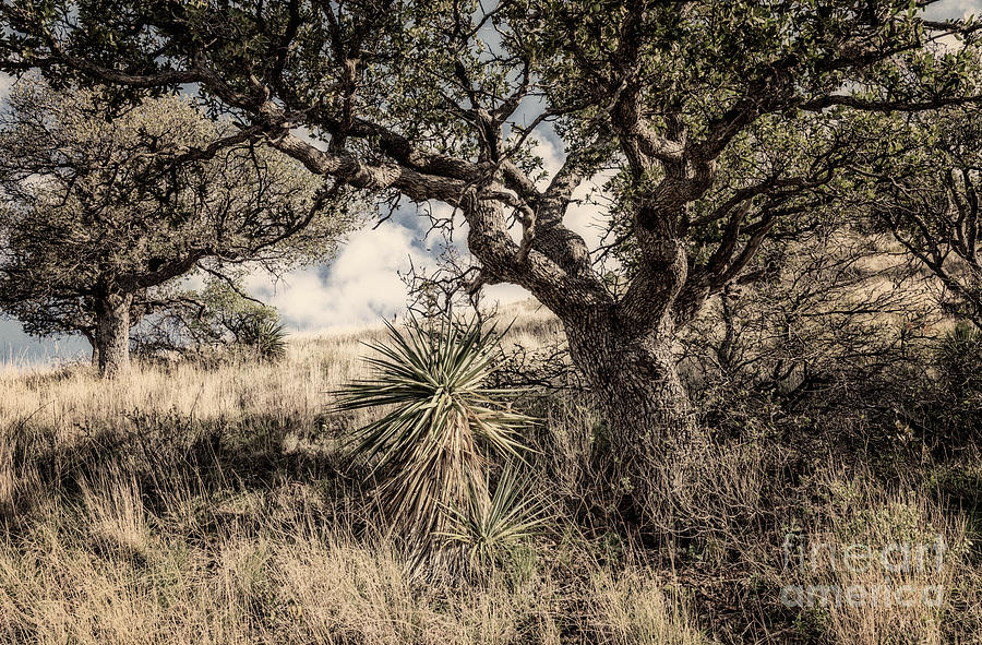 Oak Tree And Yucca On Hillside Toned Photograph