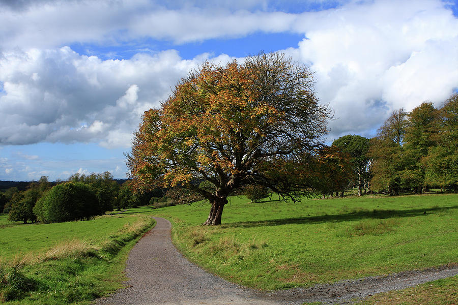 Oak Tree At Killarney National Park Photograph by Aidan Moran