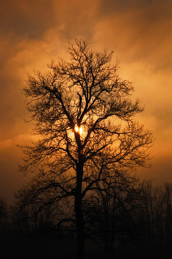 Oak Tree at Sunrise Photograph by Michael Dougherty