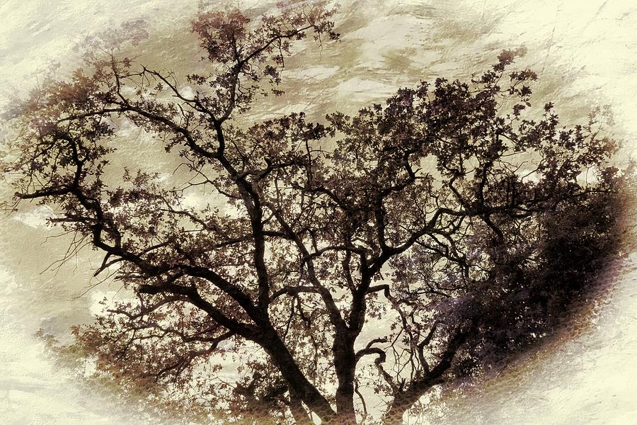 Oak tree Photograph by Athala Bruckner