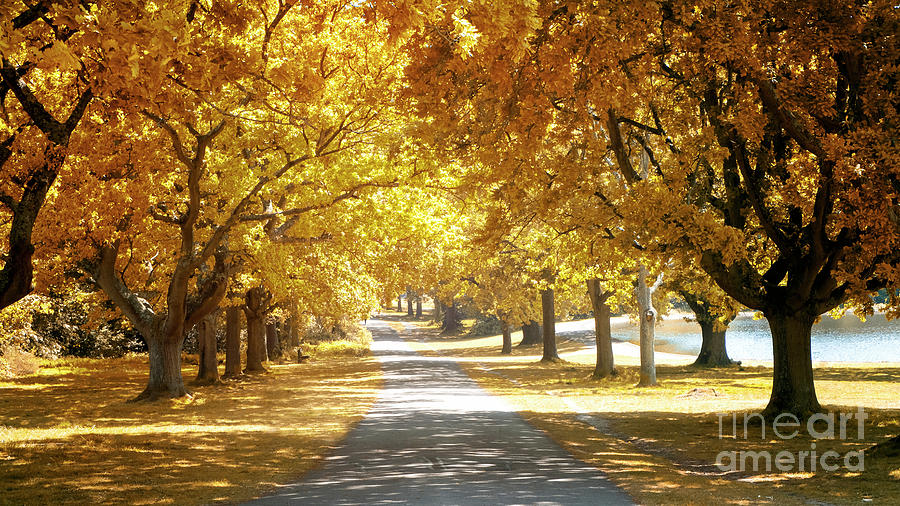 Oak tree avenue in Autumn Photograph by Jane Rix
