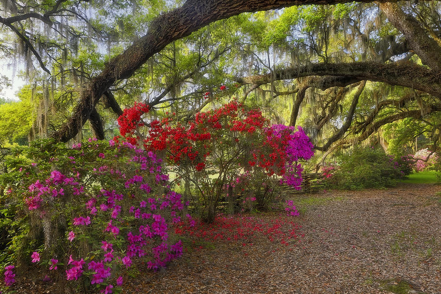 Flowers Photograph - Oak Tree Azaleas by Ken Barrett