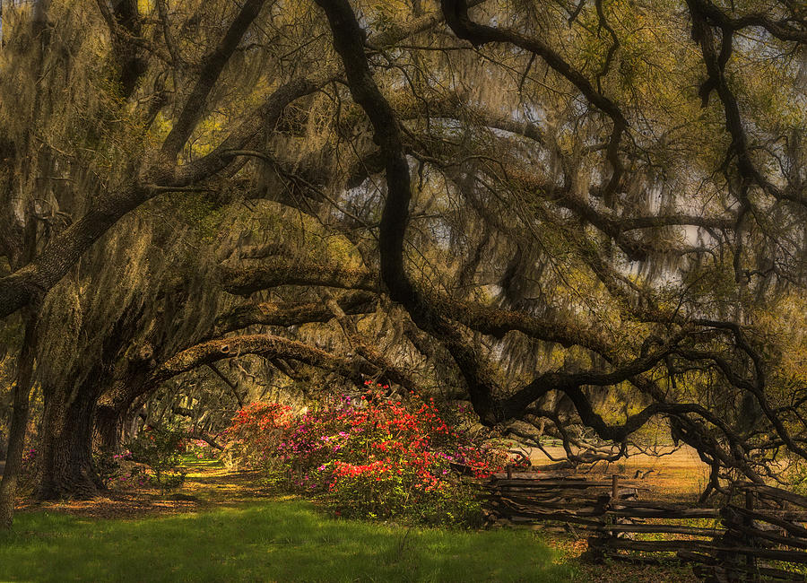 Oak Tree Canopy Photograph by Ken Barrett