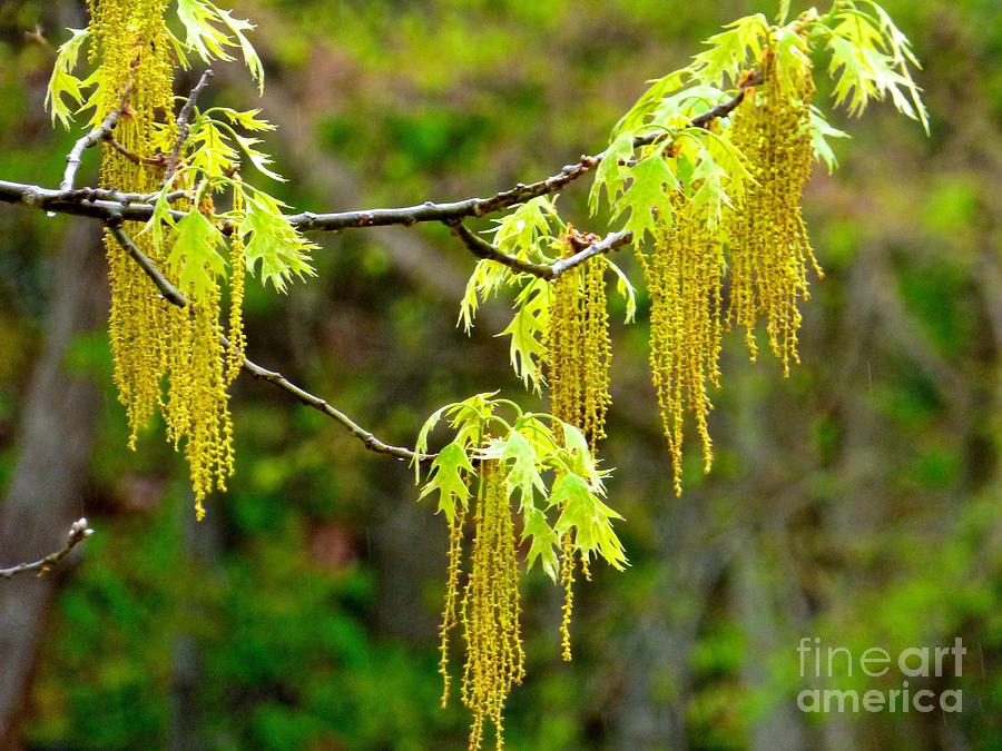 Spring Photograph - Oak Tree Catkins by Jean Wright