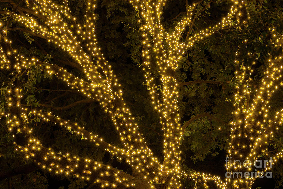 Oak Tree Christmas Lights Photograph by Bob Phillips Pixels