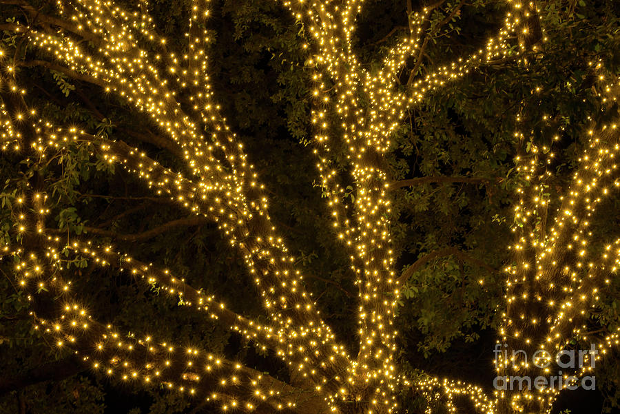 Oak Tree Christmas Lights Photograph by Bob Phillips - Pixels