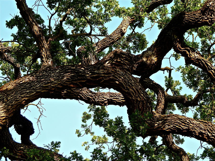 Oak Tree Photograph by Diana Hatcher