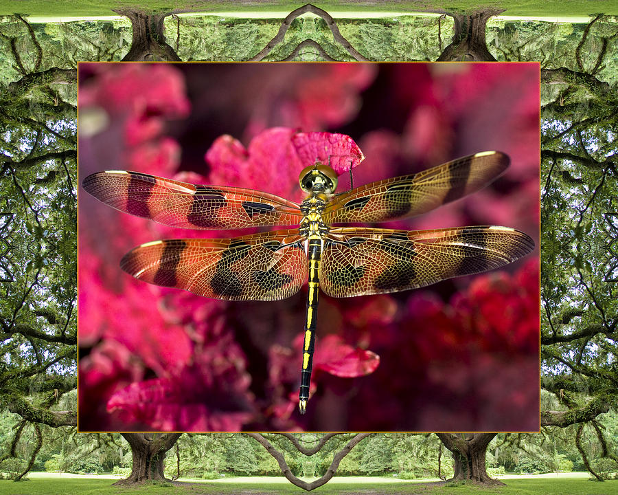 Oak Tree Dragonfly Photograph by Bell And Todd