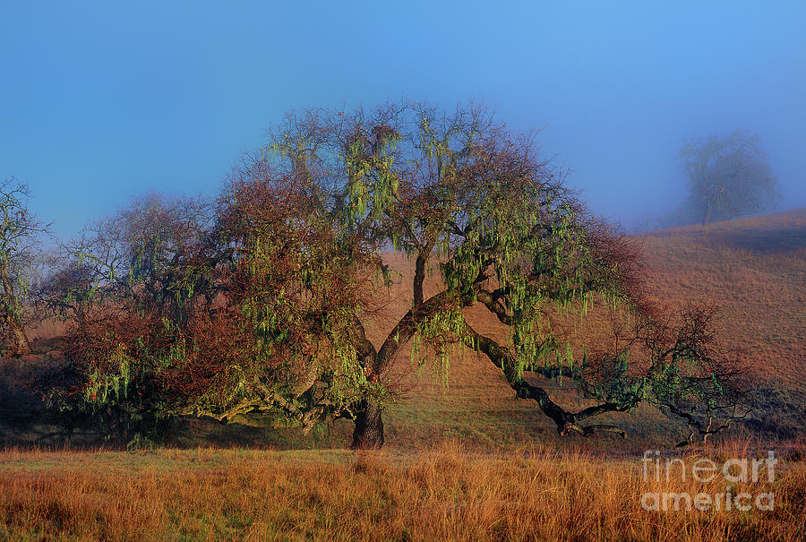 oak tree fog lake cachuma california by Dave Welling oak tree fog lake cachuma california by Dave Welling