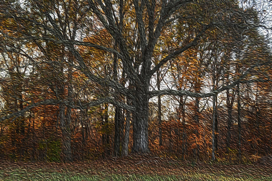 Tree Photograph - Embracing Autumn by Wanda Brandon