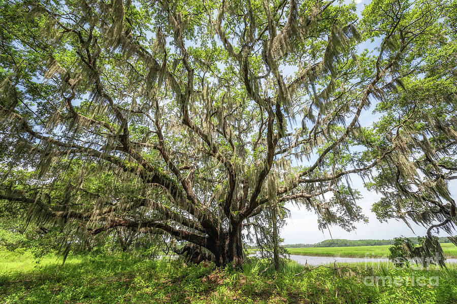 Oak Tree in Botany Bay Plantation  Photograph by Michael Ver Sprill
