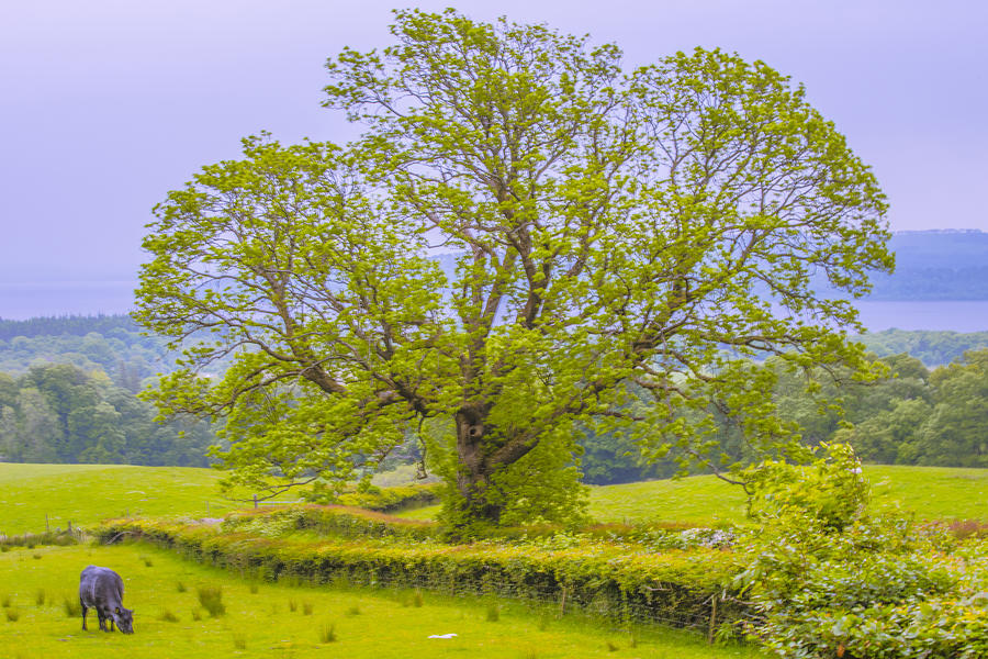 Oak Tree in Green Field Photograph by Steven Ainsworth