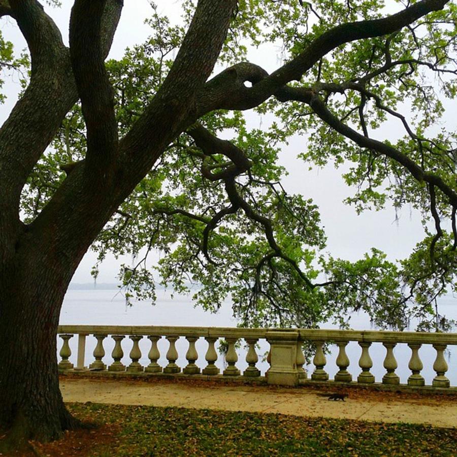 Nature Photograph - Oak Tree In Memorial Park Hanging Over by Karen Breeze