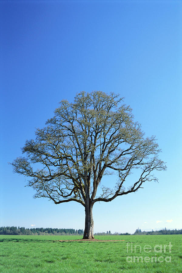 Oak Tree In Spring Photograph by Greg Vaughn - Printscapes