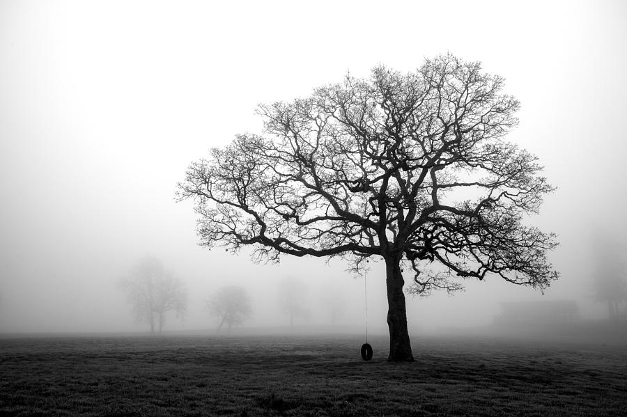 Oak tree in the fog Photograph by Engin Tokaj - Fine Art America