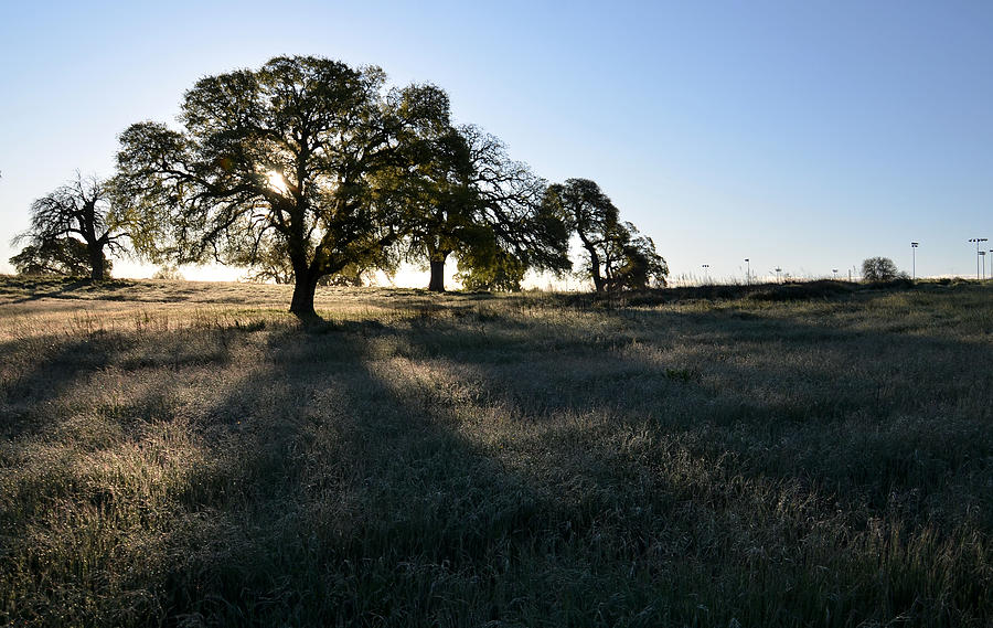 Oak tree in the morning Photograph by Janet  Kopper