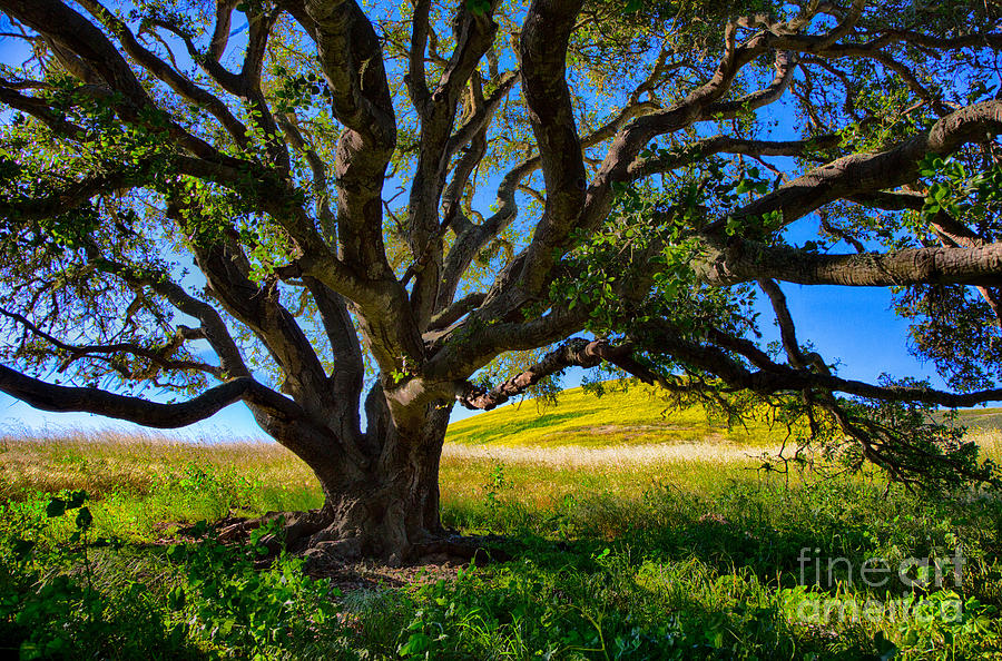 Oak Tree In The Spring Photograph by Mimi Ditchie