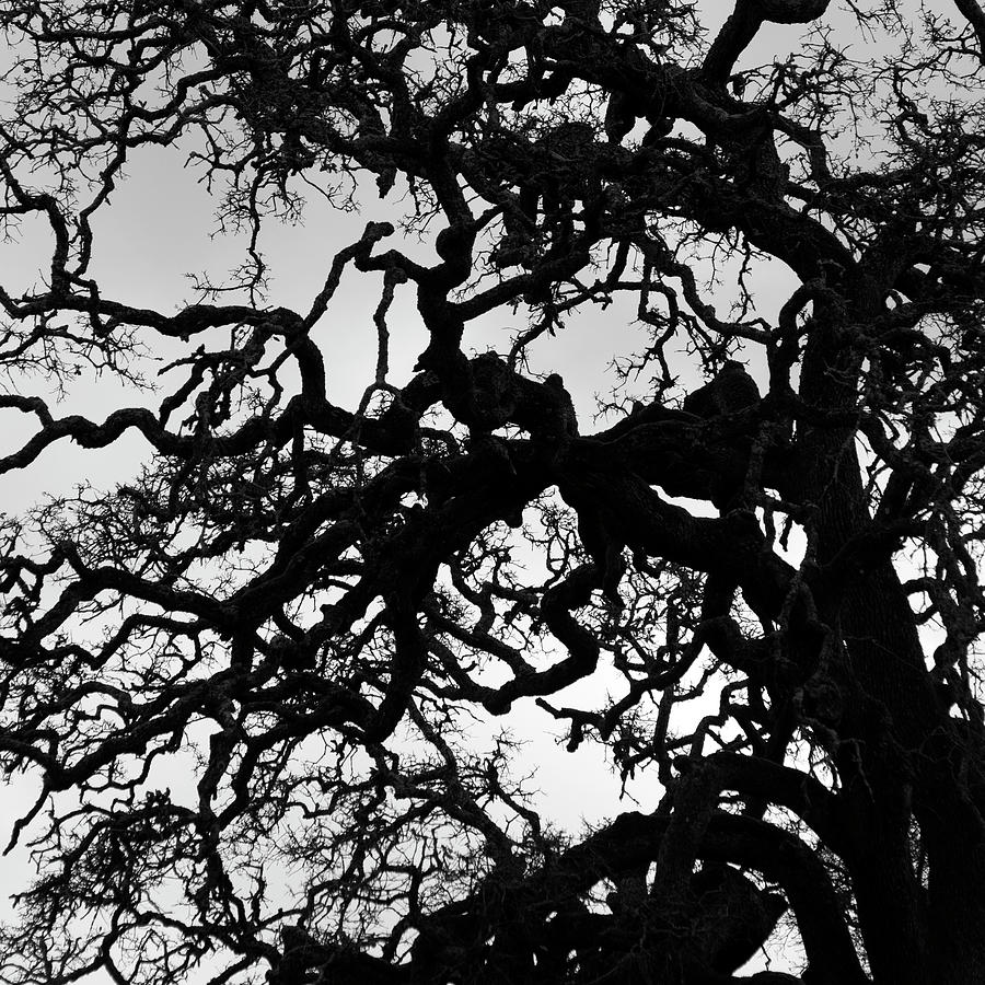 Oak tree in winter detail - Amador County, California Photograph by Steve Ellison
