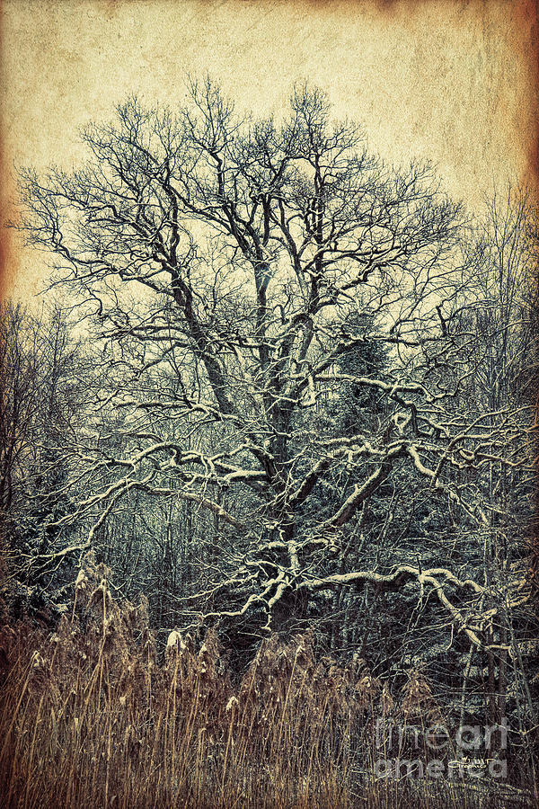 Winter Photograph - Oak Tree in Winter by Jutta Maria Pusl