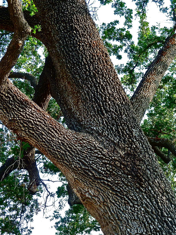 Oak Tree IV Photograph by Diana Hatcher