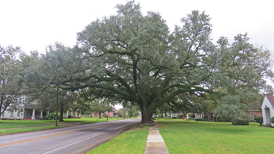 Nature Photograph - Oak  Tree  Jennings  Louisiana by Carl Deaville