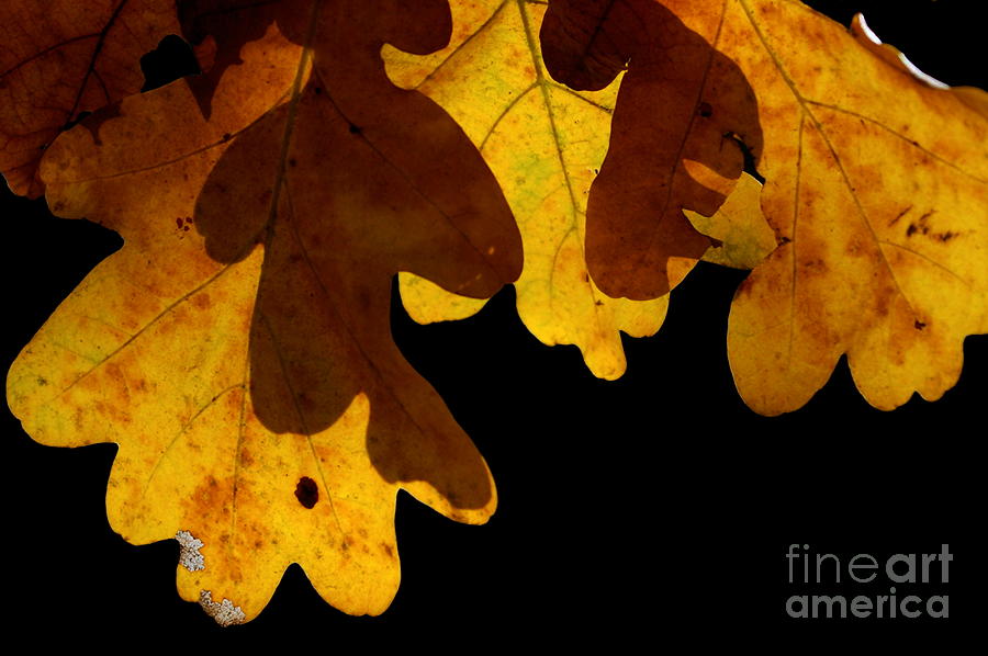 Oak Tree Leaves  Photograph by Dariusz Gudowicz