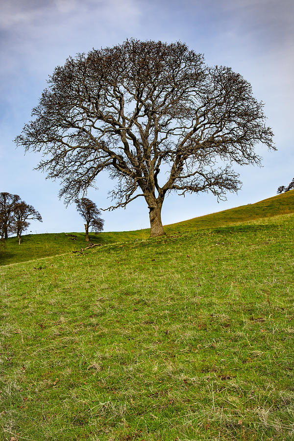 Oak Tree on a Hill Photograph by Rick Pisio