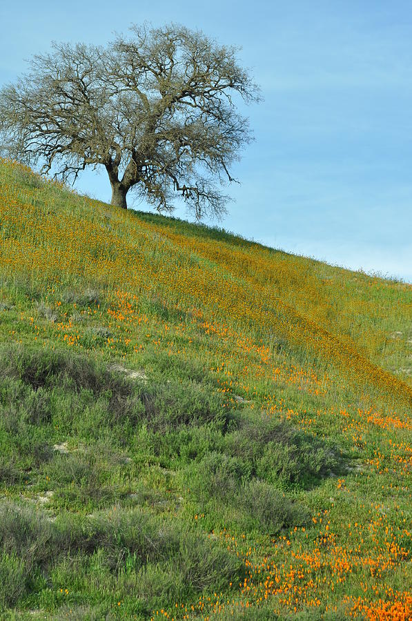 Oak Tree on Fields of Gold Photograph by Sandy Fisher