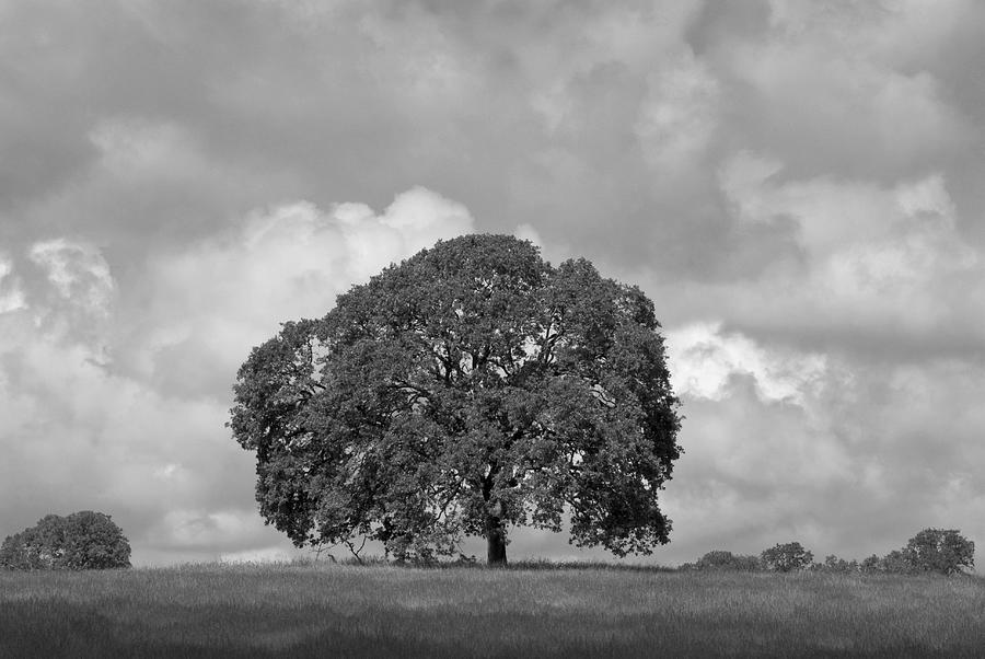 Oak Tree on hill Photograph by Richard Verkuyl