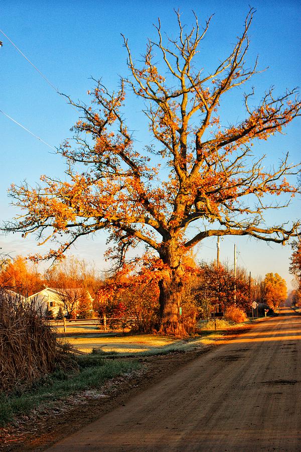 9016 - Oak Tree on Oak Road Photograph by Sheryl L Sutter