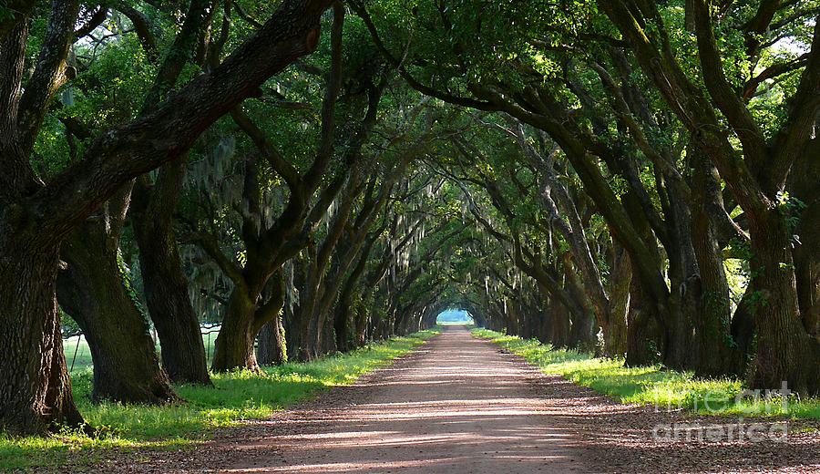 Oak Tree Path Photograph by Jeanne  Woods