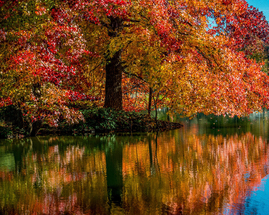 Oak tree reflection Photograph by Moana Roberts