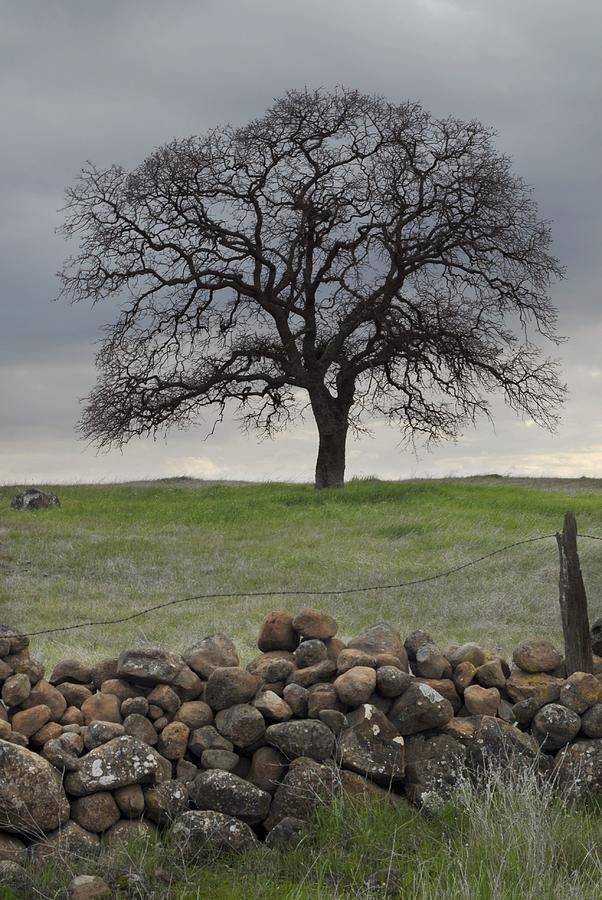Oak Tree Photograph by Richard Verkuyl
