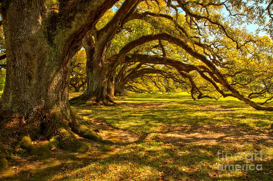 Oak Tree Rip Curl Photograph by Adam Jewell