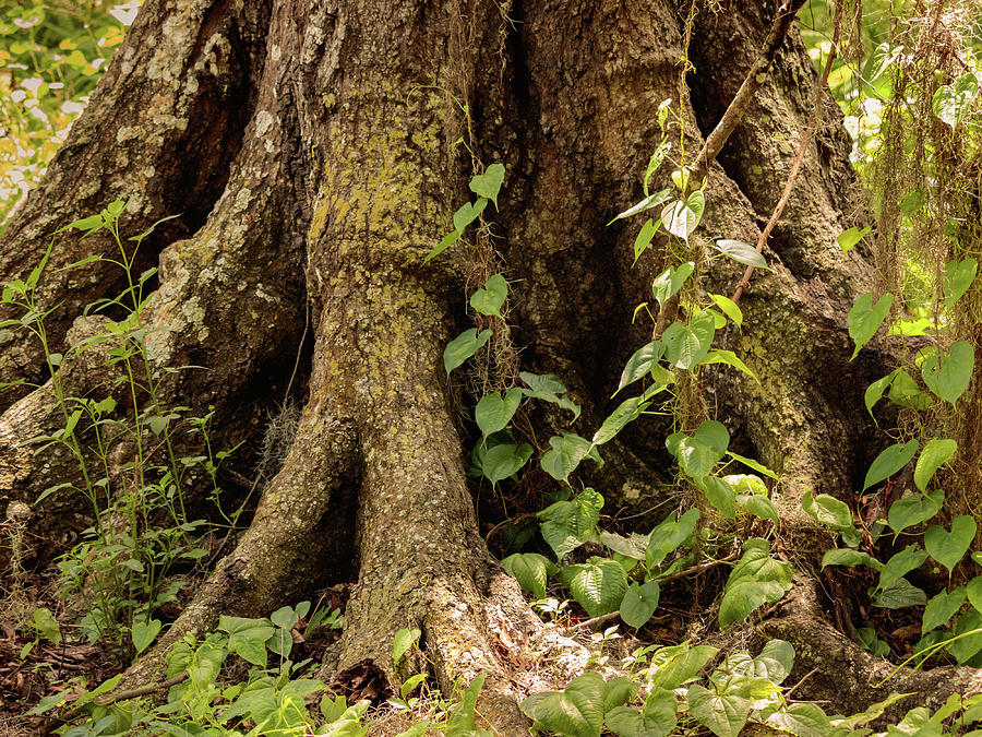 oak tree roots
