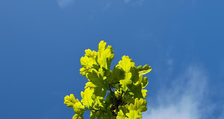 Oak Tree Spring Leaves Photograph by Richard Brookes