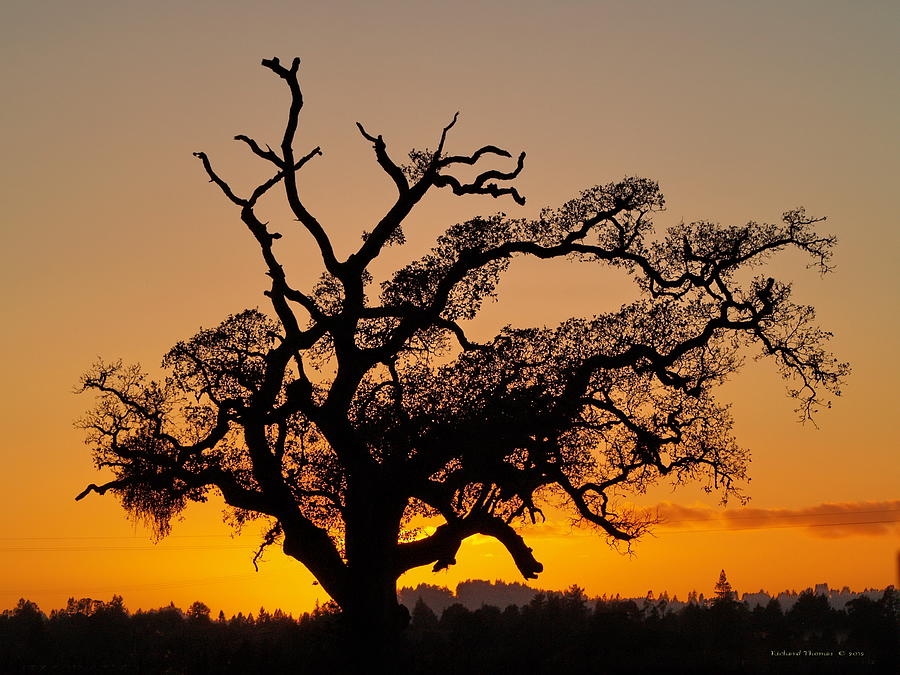 Oak Tree Sundown Photograph by Richard Thomas