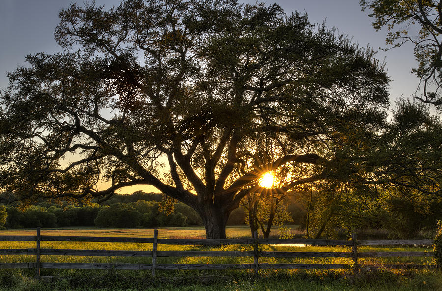 Oak Tree Sunset Photograph By Mike Harlan Pixels