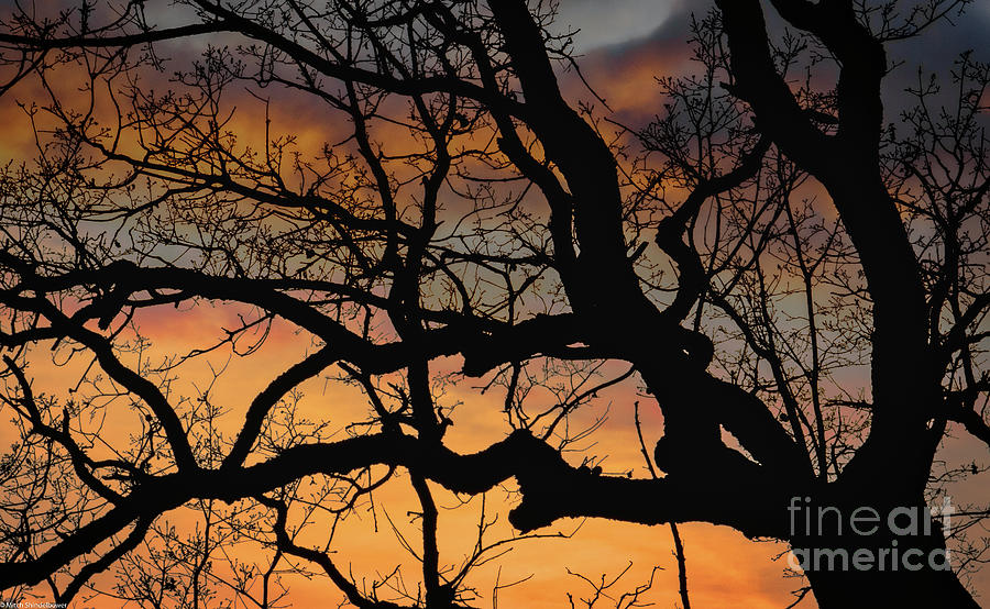 Oak Tree Sunset Photograph by Mitch Shindelbower
