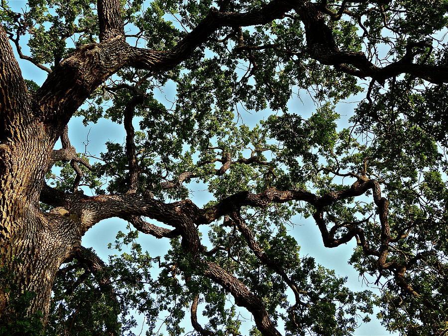 Oak Tree Three Photograph by Diana Hatcher