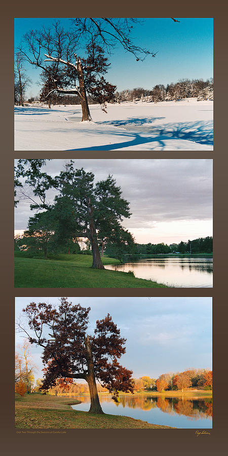 Oak Tree Through Seasons by Peg Toliver Oak Tree Through Seasons by Peg Toliver