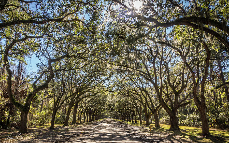 Oak Tree Tunnel #3 Photograph by Framing Places
