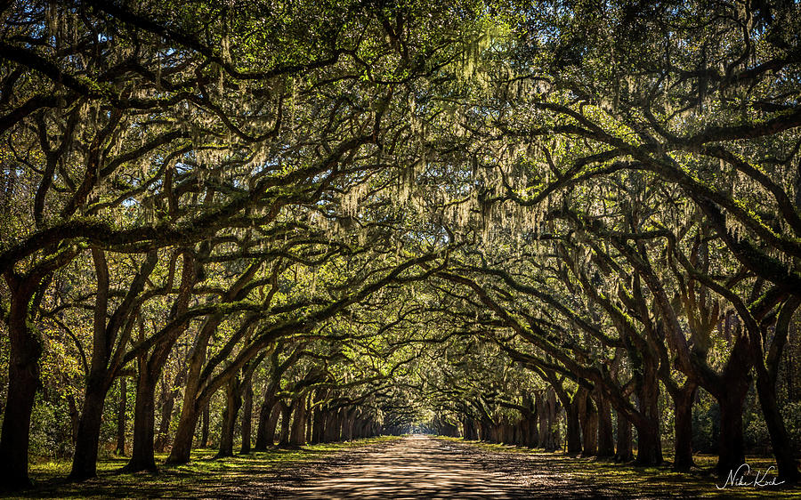 Oak Tree Tunnel Photograph by Framing Places - Fine Art America