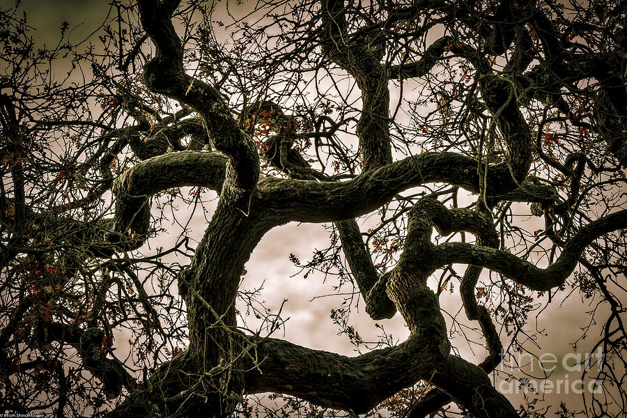 Oak Tree Twist Photograph by Mitch Shindelbower