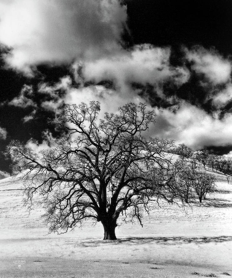 Oak Tree, Winter Photograph by Steve Ellison