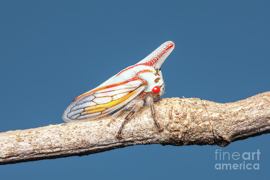 Oak Treehopper I Photograph by Clarence Holmes
