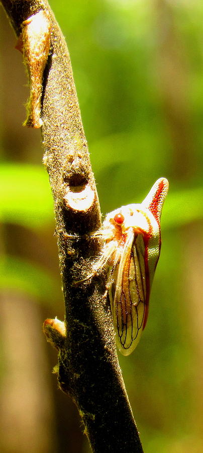 Oak Treehopper Photograph by Joshua Bales